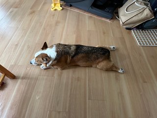 ペットを飼っていますか？