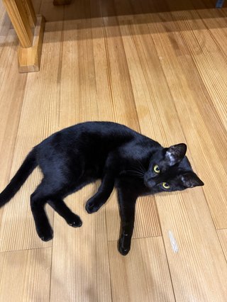 ペットを飼っていますか？