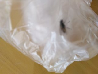 部屋にハエが入り込んで捕まえたい