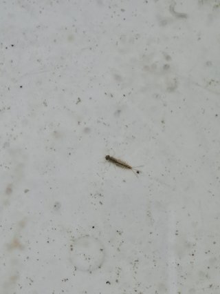 この水中生物何かわかる？
