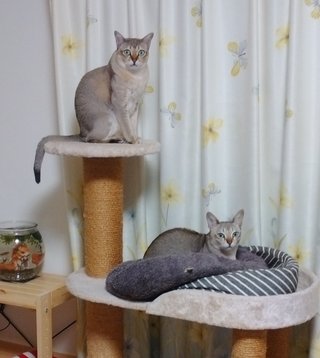 ペットを飼っていますか？