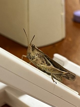 どっちかわかる人いる？