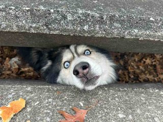 あなたの家の防犯対策何かしてますか？