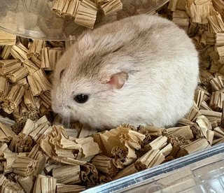 ハムスターかわいい癒される