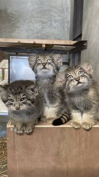 “三英傑”にちなんだ名前に…名古屋・東山動植物園のマヌルネコの赤ちゃん3匹