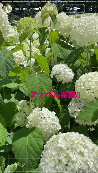 桜井奈々さんって