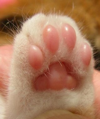 みんなは女性初高市総理大臣のこと支持する？しない？