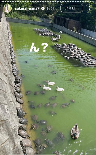 桜井奈々さんって