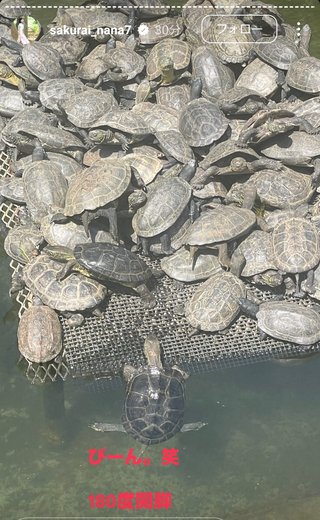 桜井奈々さんって