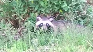 野生動物に遭遇したことある？