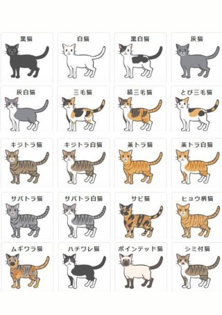 あんたんちのネコの柄（模様）教えなさいよ