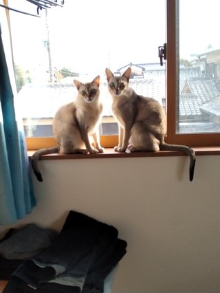 あんたんちのネコの柄（模様）教えなさいよ