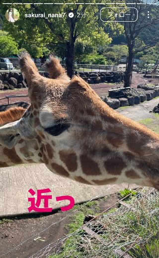 桜井奈々さんって