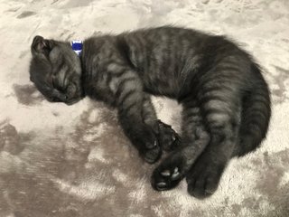 あんたんちのネコの柄（模様）教えなさいよ