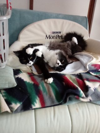 あんたんちのネコの柄（模様）教えなさいよ