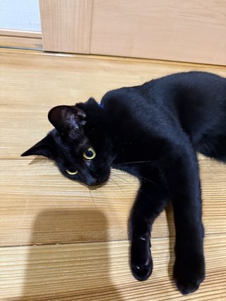 あんたんちのネコの柄（模様）教えなさいよ