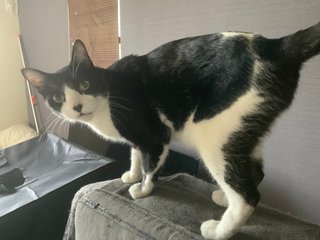 あんたんちのネコの柄（模様）教えなさいよ