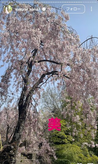 桜井奈々さんって