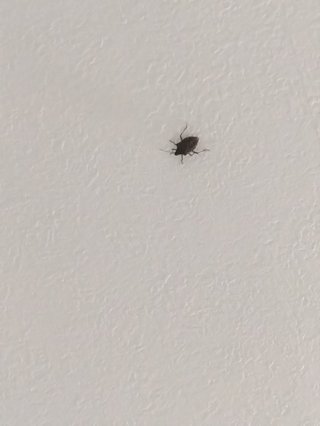 天井にかめ虫がいる