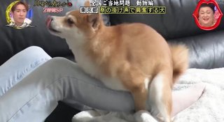 何で皆んな犬飼いたがるの？w