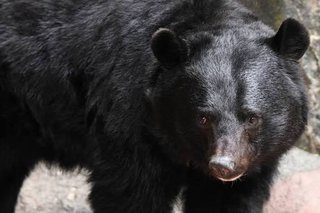 自衛隊の銃でクマ駆除するのは困難…「米軍の特殊部隊が3人1組で向かってもクマには勝てない｣