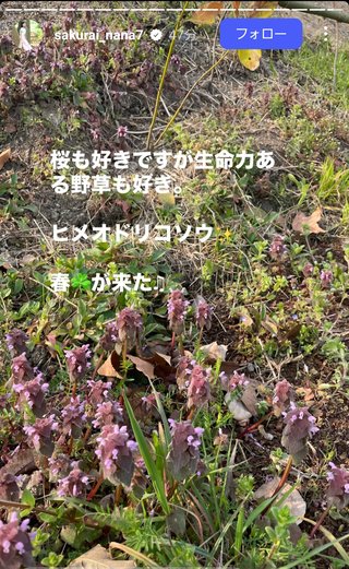 桜井奈々さんって