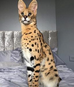 家でこの猫飼ってるんですが可愛いですか？