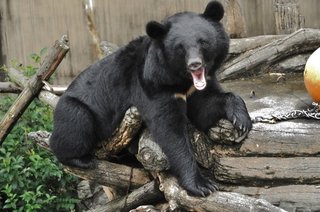 猟友会"出動拒否"､渦中の副議長「僕は悪くない｣｢謝罪しない｣【北海道･積丹町】