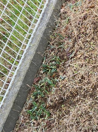 庭に変なの生えてきてる