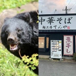 クマがラーメン店襲撃…店員が死闘の果て返り討ちにするも「笑えないです｣【青森】