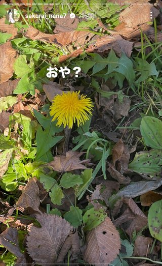 桜井奈々さんって