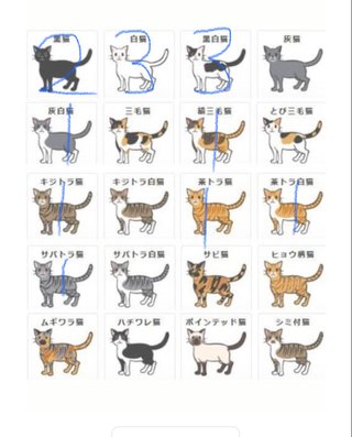 あんたんちのネコの柄（模様）教えなさいよ