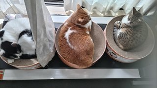 あんたんちのネコの柄（模様）教えなさいよ