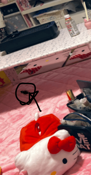 部屋にとんでもなく大きいゴキブリがおる😭