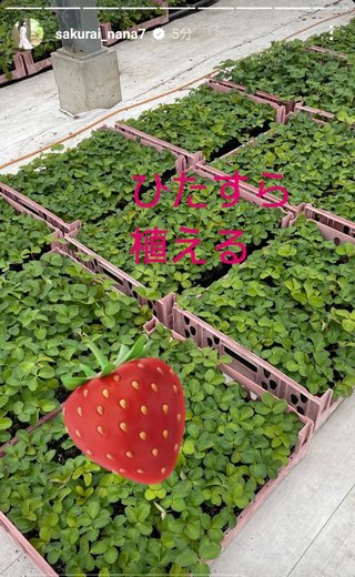 桜井奈々さんって