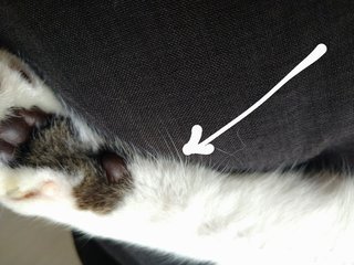 この長いのなに