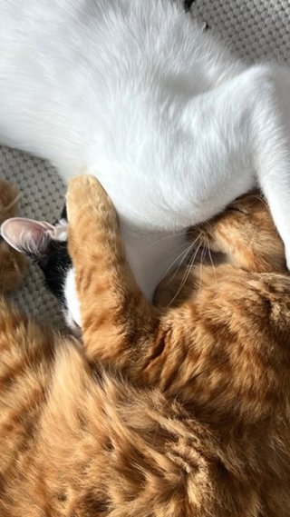 与儀だいすけ、ヨギボーのファンの集い