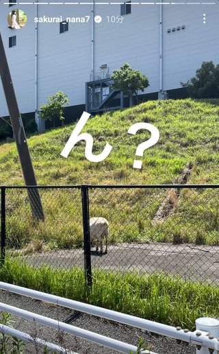 桜井奈々さんって