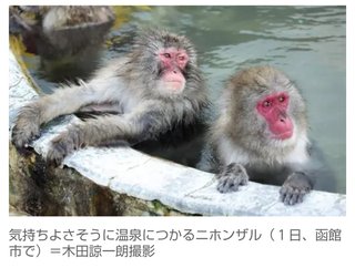 【ほのぼのNEWS】ニホンザル、湯船で気持ちよさそうに毛繕い…北海道・函館の湯の川温泉街]