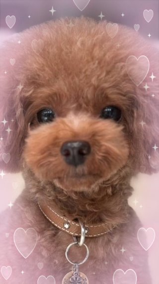 与儀だいすけ、ヨギボーのファンの集い