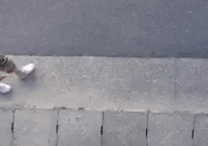 毎回防犯カメラを確認してしまう糞尿撒きおじさんの関將行