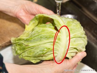 キャベツのここ不味くない？