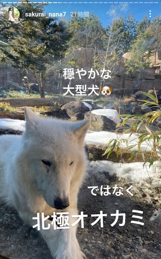 桜井奈々さんって