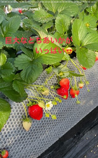 桜井奈々さんって