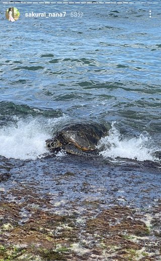 桜井奈々さんって