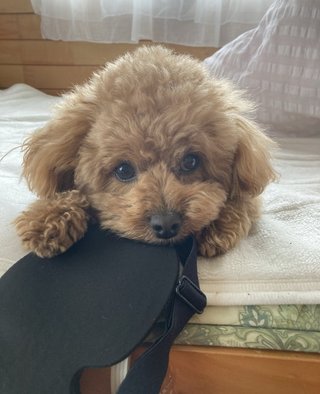 うちのワンコ可愛いでしょ？