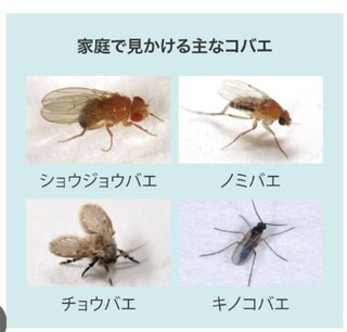 インスタの丸亀親善大使ファイナリストの方