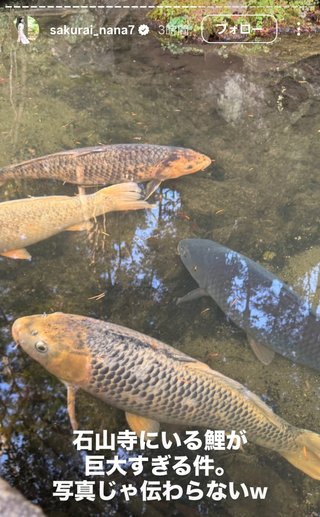 桜井奈々さんって