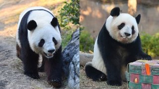 都議会議員たち｢パンダより国益｡パンダはデメリットが大きい｡新たな来日はないと思う｣