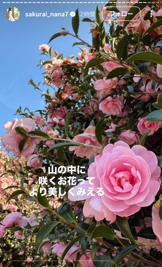 桜井奈々さんって